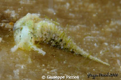Oxinoe olivacea, Santa Maria al Bagno (ITA). It could be ... by Giuseppe Piccioli 